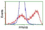 PPM1B Antibody in Flow Cytometry (Flow)