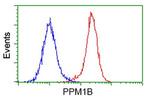 PPM1B Antibody in Flow Cytometry (Flow)