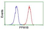 PPM1B Antibody in Flow Cytometry (Flow)