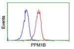 PPM1B Antibody in Flow Cytometry (Flow)