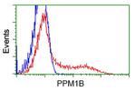 PPM1B Antibody in Flow Cytometry (Flow)