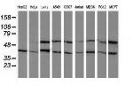 PPM1B Antibody in Western Blot (WB)