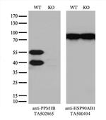 PPM1B Antibody in Western Blot (WB)