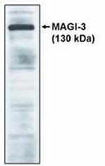 PP1 gamma Polyclonal Antibody