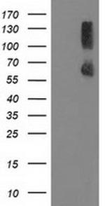 PPM1G Antibody in Western Blot (WB)