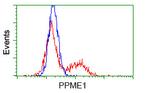 PPME1 Antibody in Flow Cytometry (Flow)