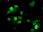 PPME1 Antibody in Immunocytochemistry (ICC/IF)