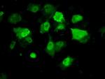 PPME1 Antibody in Immunocytochemistry (ICC/IF)