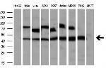 PPME1 Antibody in Western Blot (WB)