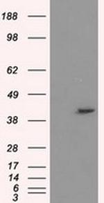 PPME1 Antibody in Western Blot (WB)