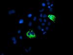 PPP1R15A Antibody in Immunocytochemistry (ICC/IF)