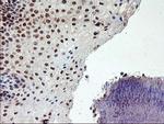 PPP1R15A Antibody in Immunohistochemistry (Paraffin) (IHC (P))
