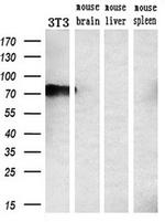 PPP1R15A Antibody in Western Blot (WB)