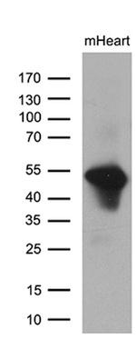 PPP1R36 Antibody in Western Blot (WB)