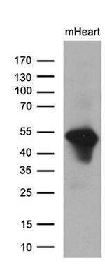 PPP1R36 Antibody in Western Blot (WB)
