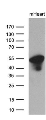 PPP1R36 Antibody in Western Blot (WB)