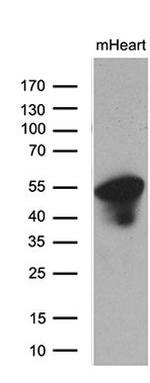 PPP1R36 Antibody in Western Blot (WB)