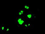 PPP1R7 Antibody in Immunocytochemistry (ICC/IF)