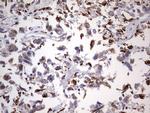 PPP2R5D Antibody in Immunohistochemistry (Paraffin) (IHC (P))