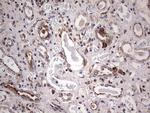 PPP2R5D Antibody in Immunohistochemistry (Paraffin) (IHC (P))