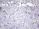 PPP2R5D Antibody in Immunohistochemistry (Paraffin) (IHC (P))