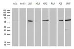 PPP3CB Antibody in Western Blot (WB)