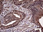 PPP4C Antibody in Immunohistochemistry (Paraffin) (IHC (P))