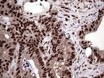 PPP4C Antibody in Immunohistochemistry (Paraffin) (IHC (P))