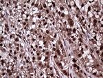 PPP4C Antibody in Immunohistochemistry (Paraffin) (IHC (P))