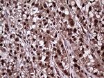 PPP4C Antibody in Immunohistochemistry (Paraffin) (IHC (P))