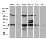 PPP4C Antibody in Western Blot (WB)