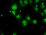 PPP5C Antibody in Immunocytochemistry (ICC/IF)