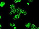 PPP5C Antibody in Immunocytochemistry (ICC/IF)