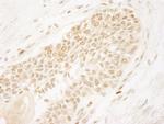 PPP5C Antibody in Immunohistochemistry (IHC)