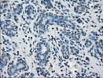 PPP5C Antibody in Immunohistochemistry (Paraffin) (IHC (P))