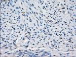PPP5C Antibody in Immunohistochemistry (Paraffin) (IHC (P))