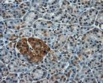 PPP5C Antibody in Immunohistochemistry (Paraffin) (IHC (P))