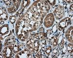 PPP5C Antibody in Immunohistochemistry (Paraffin) (IHC (P))