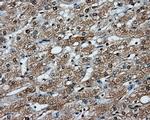 PPP5C Antibody in Immunohistochemistry (Paraffin) (IHC (P))