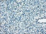 PPP5C Antibody in Immunohistochemistry (Paraffin) (IHC (P))