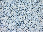 PPP5C Antibody in Immunohistochemistry (Paraffin) (IHC (P))