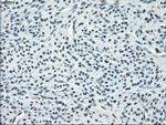 PPP5C Antibody in Immunohistochemistry (Paraffin) (IHC (P))