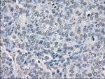 PPP5C Antibody in Immunohistochemistry (Paraffin) (IHC (P))