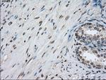 PPP5C Antibody in Immunohistochemistry (Paraffin) (IHC (P))