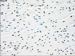 PPP5C Antibody in Immunohistochemistry (Paraffin) (IHC (P))