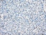 PPP5C Antibody in Immunohistochemistry (Paraffin) (IHC (P))