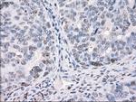 PPP5C Antibody in Immunohistochemistry (Paraffin) (IHC (P))