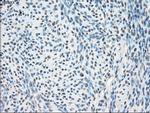 PPP5C Antibody in Immunohistochemistry (Paraffin) (IHC (P))
