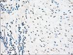 PPP5C Antibody in Immunohistochemistry (Paraffin) (IHC (P))