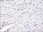 PPP5C Antibody in Immunohistochemistry (Paraffin) (IHC (P))